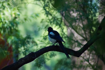 IMG_1772-1