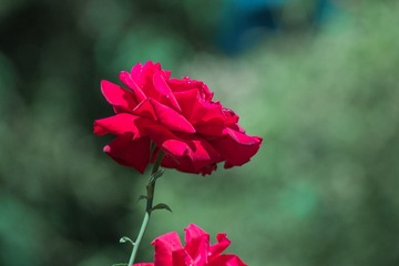 IMG_1581-1