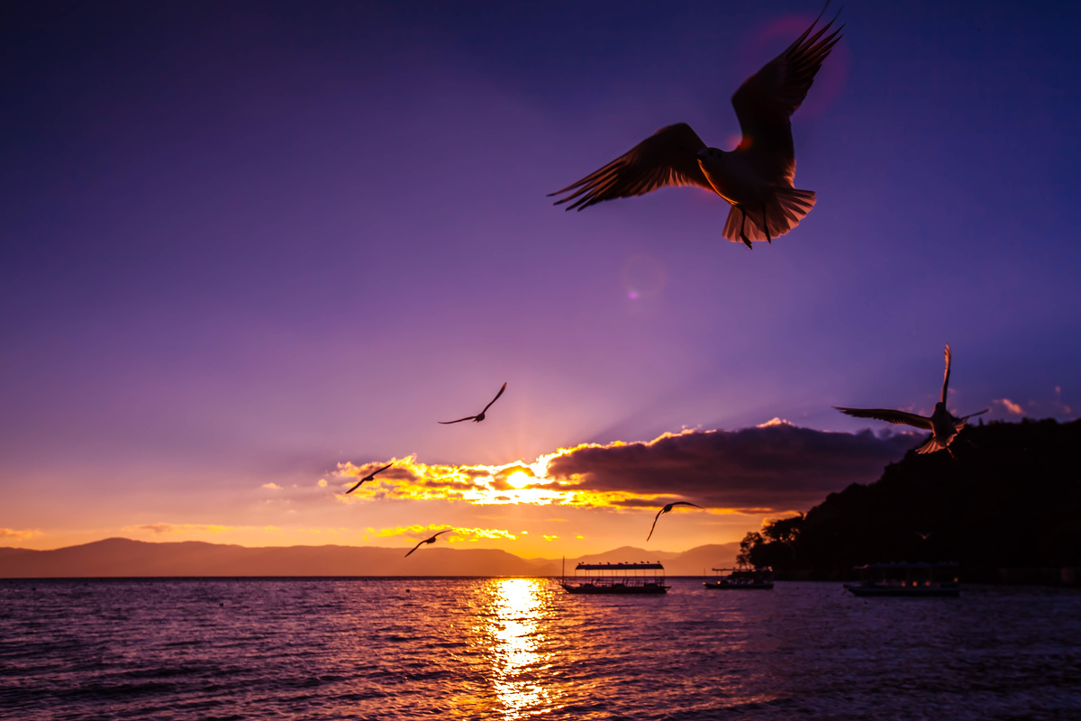 清晨,一群海鸥沐浴在唯美的霞光中飞翔,伴随着阵阵鸥鸣,展现出人与