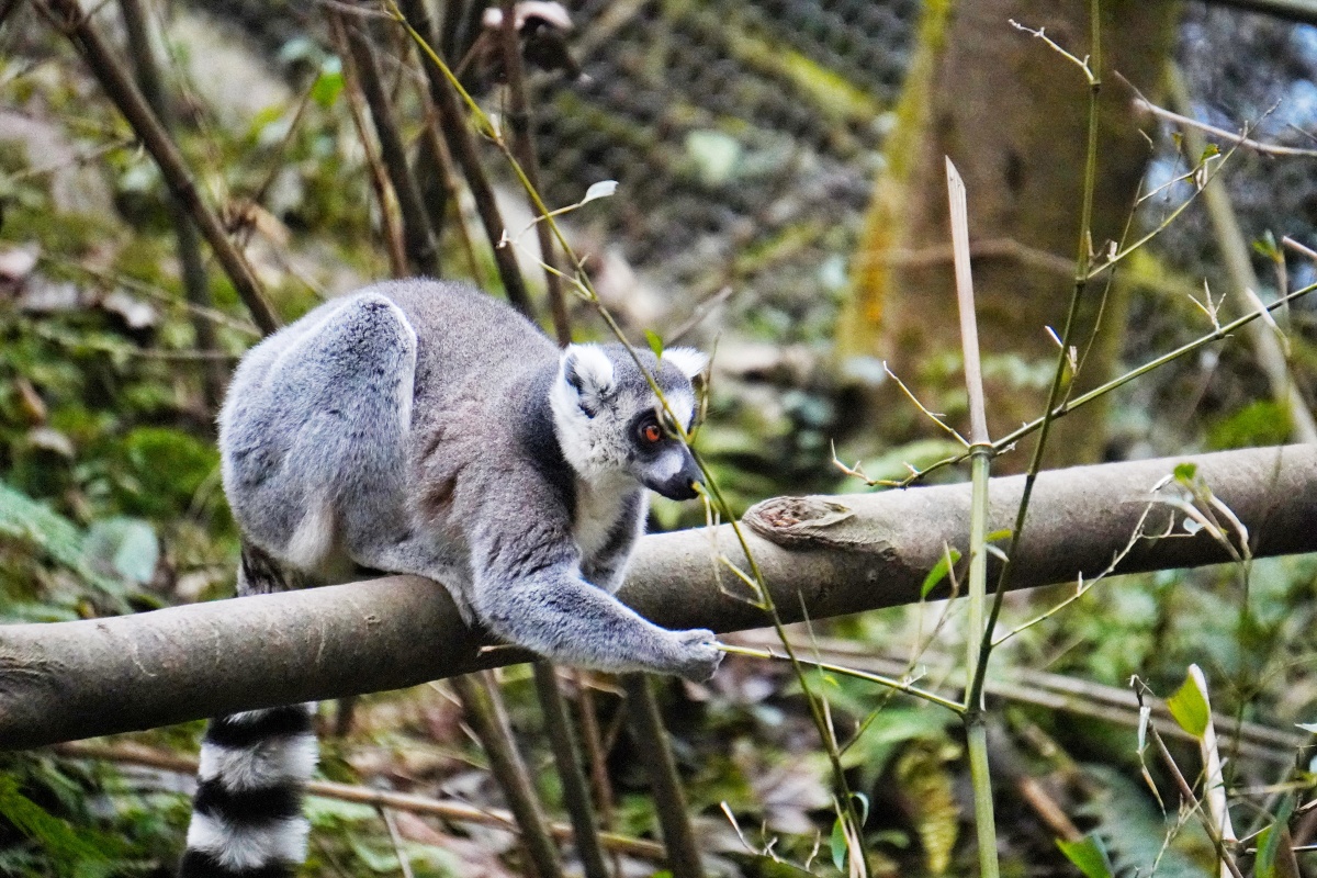世界猴子合辑猕猴山魈阿拉伯狒狒黑帽悬猴松鼠猴