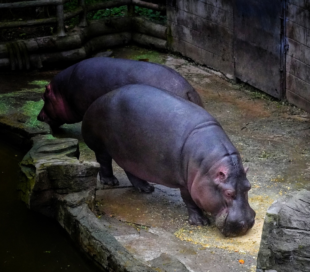 河马适合黑白照片一张比一张丑