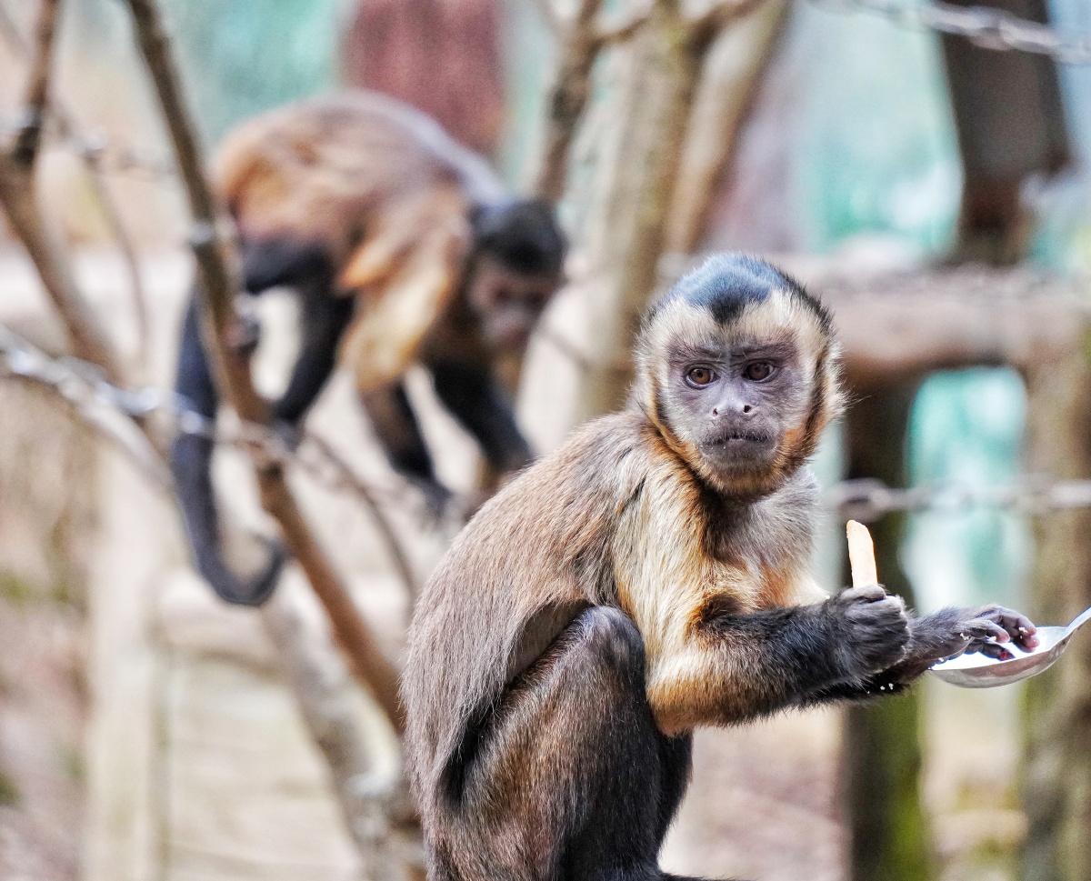 世界猴子合辑猕猴山魈阿拉伯狒狒黑帽悬猴松鼠猴