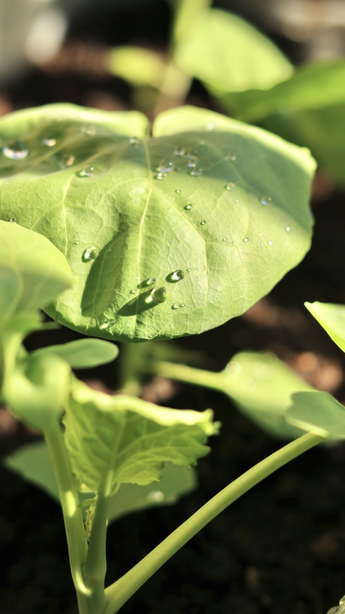 晨露未晞亮珠玑透着光的小露珠太美了