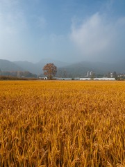 DJI_0649