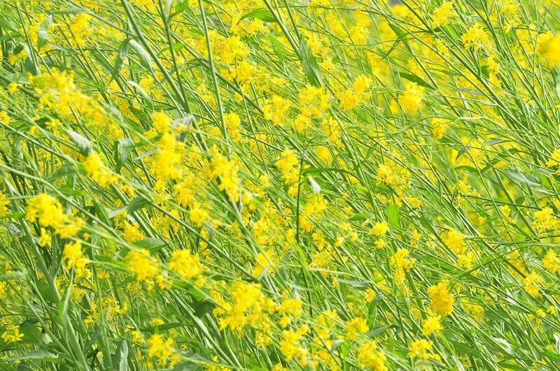风姿<br />
风吹过油茶花田