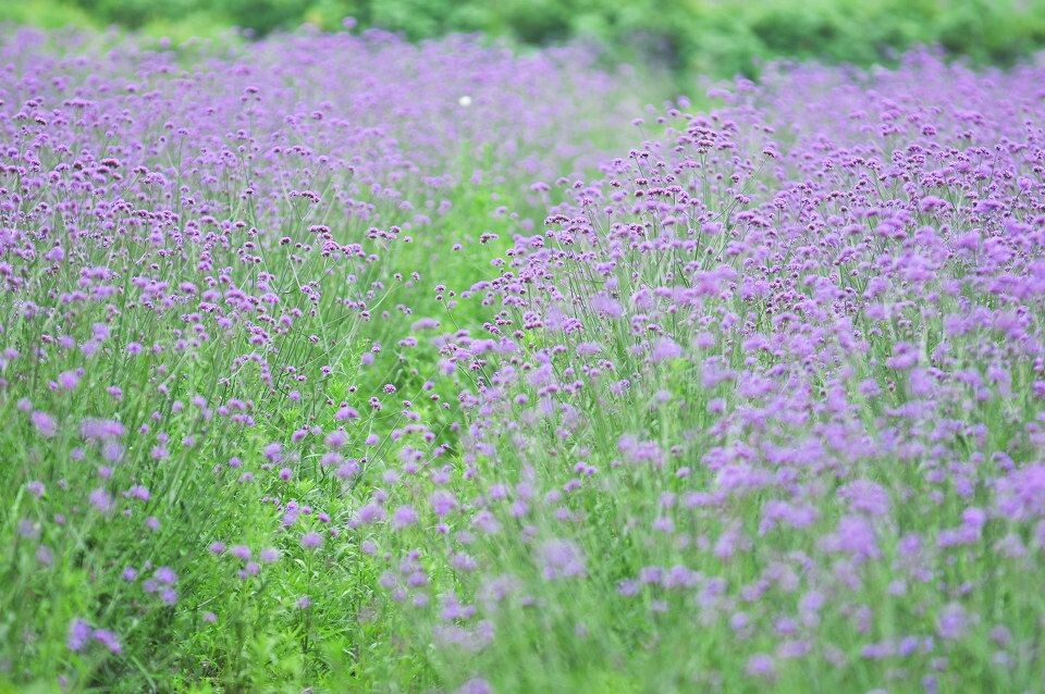 一片紫色花田<br />
马鞭草