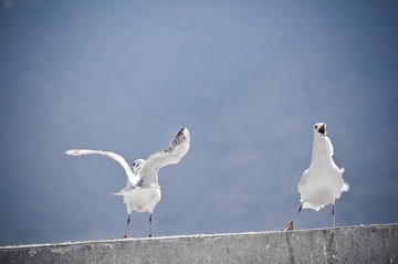 DSC_7167-2.jpg