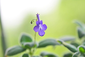 海豚花之一