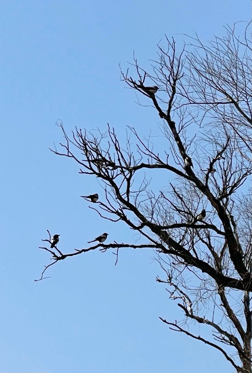 喜鹊枝头盼春归