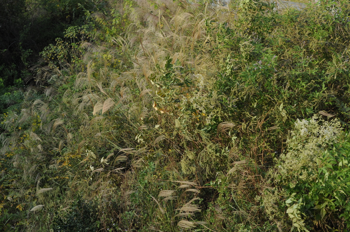 秋天里的一片野草