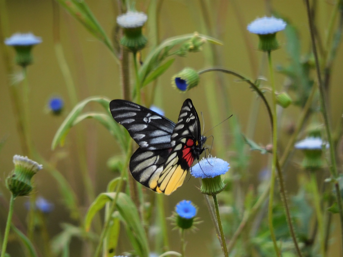 报喜斑粉蝶deliaspasithoelinnaeus粉蝶科斑粉蝶属又名红肩斑粉蝶红肩