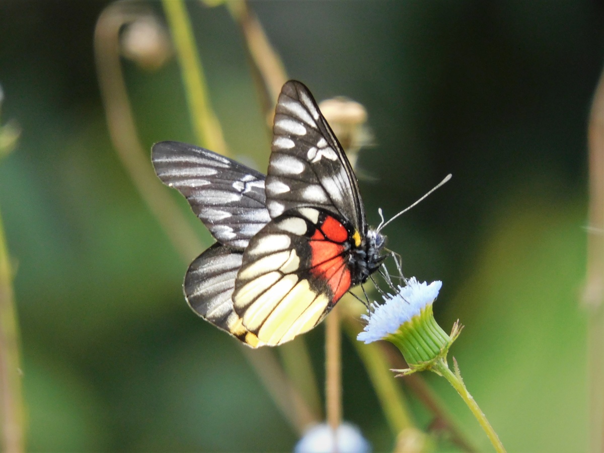 报喜斑粉蝶deliaspasithoelinnaeus粉蝶科斑粉蝶属又名红肩斑粉蝶红肩