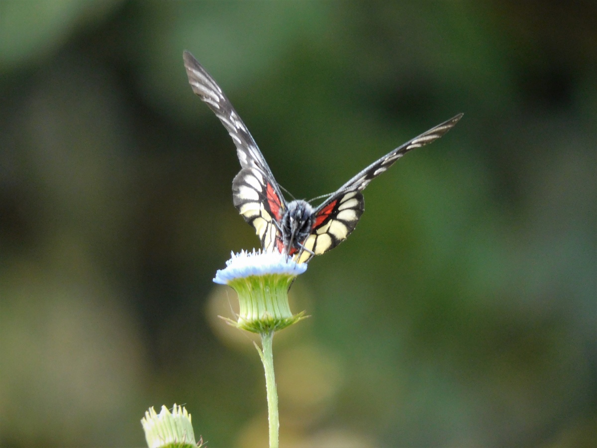 报喜斑粉蝶deliaspasithoelinnaeus粉蝶科斑粉蝶属又名红肩斑粉蝶红肩
