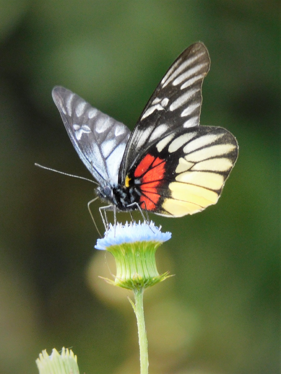 报喜斑粉蝶deliaspasithoelinnaeus粉蝶科斑粉蝶属又名红肩斑粉蝶红肩
