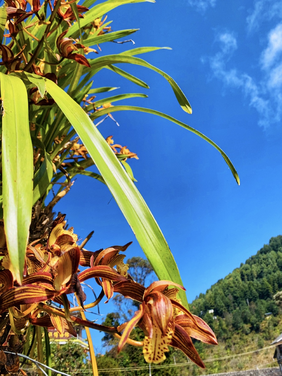 空谷幽兰 - 摄影师大藏精