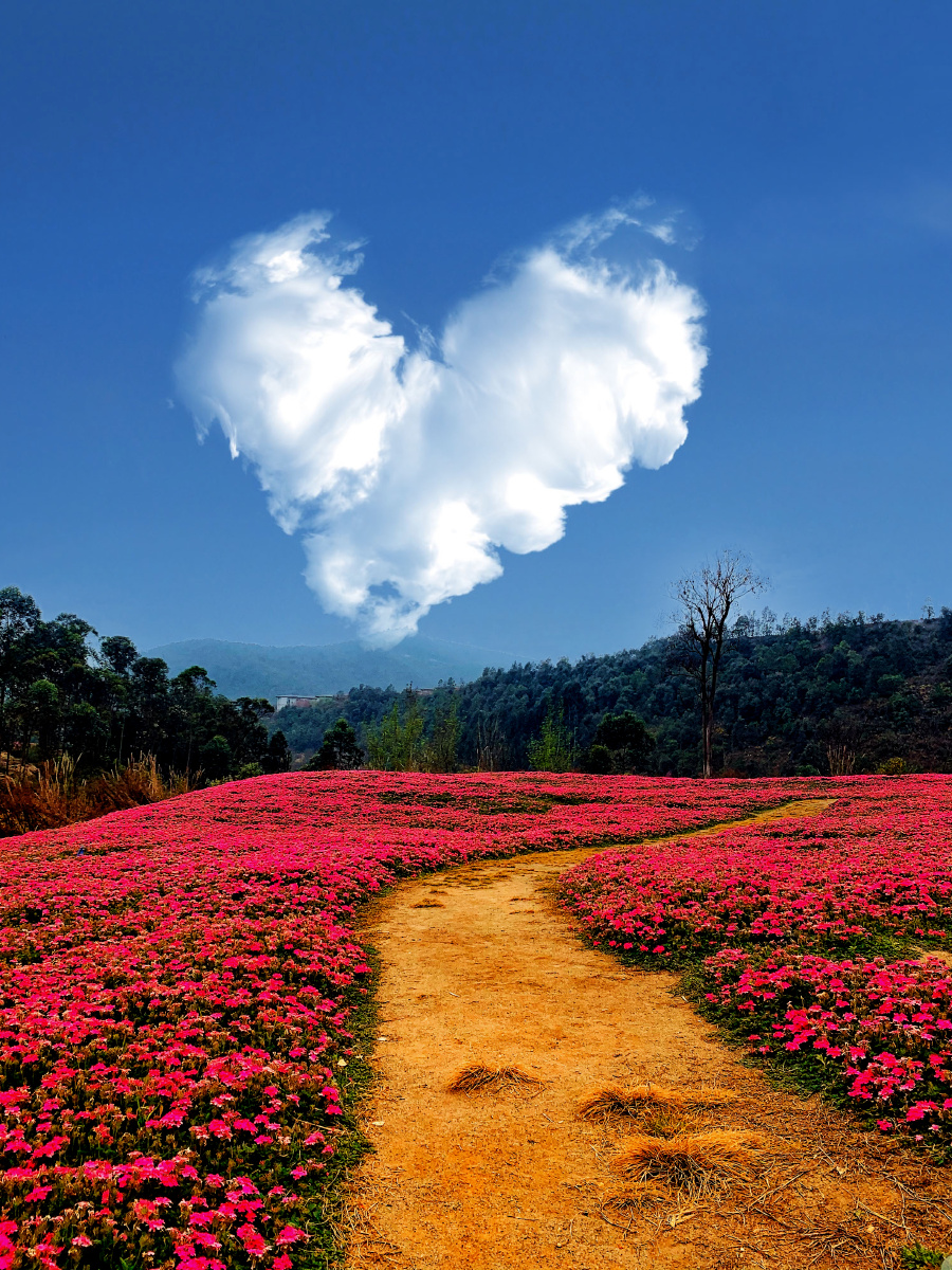 冬天的花海 - 摄影师大藏精 - 图虫