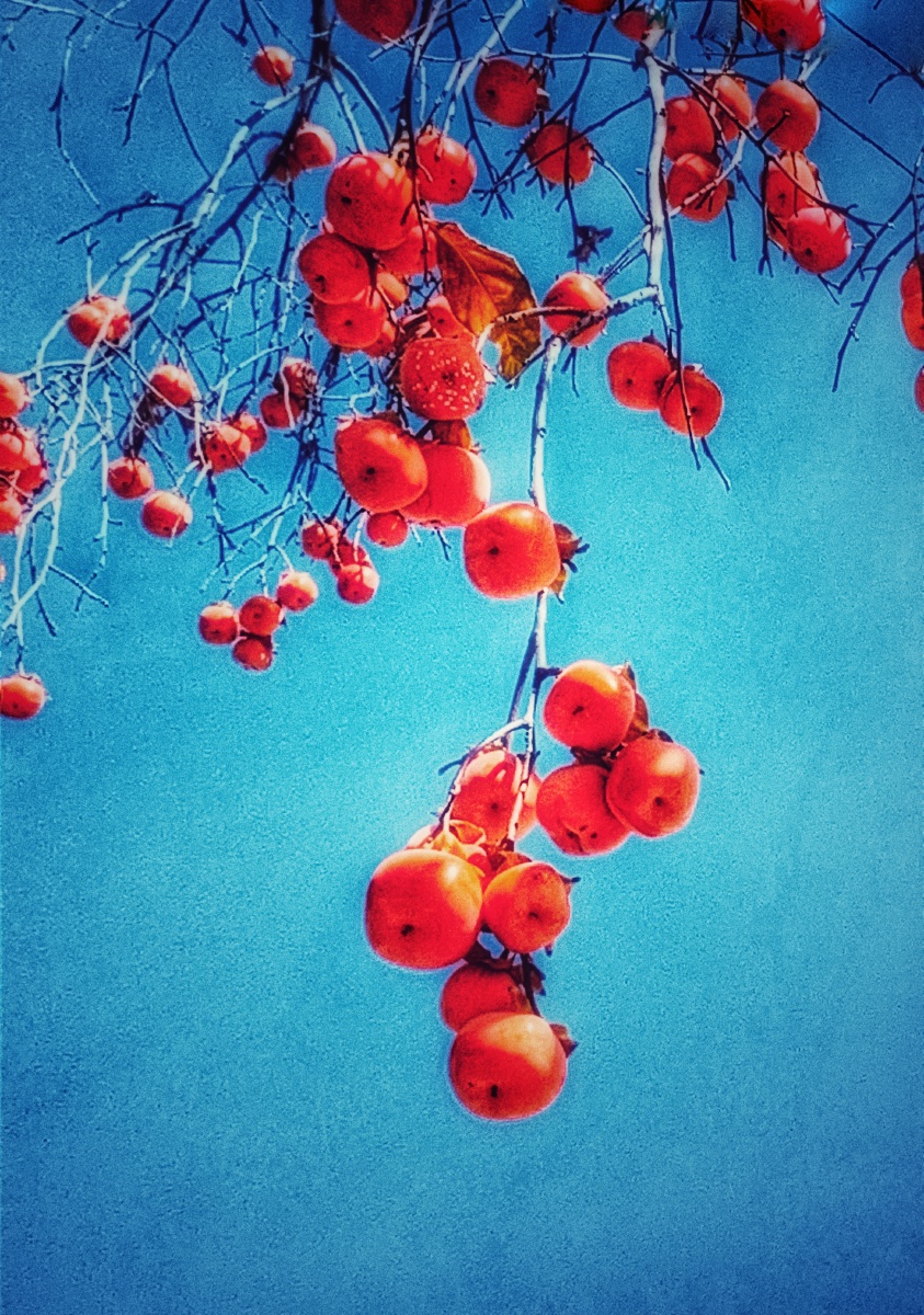 柿子- 摄影师大藏精 - 图虫