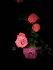 D8C5F84B-DA18-4B8C-B930-312131503893/L0/001