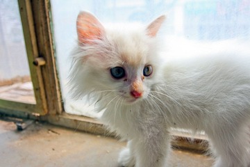 超级无敌白花花一团小萌猫