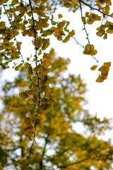IMG_6070-1