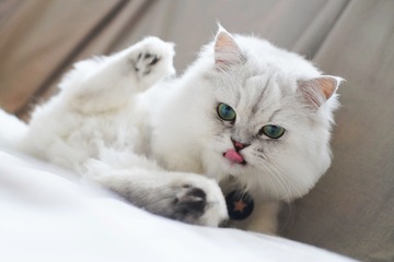142704