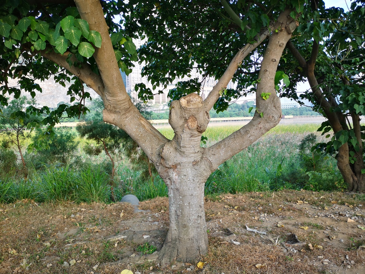 像人一样的树顶天立地