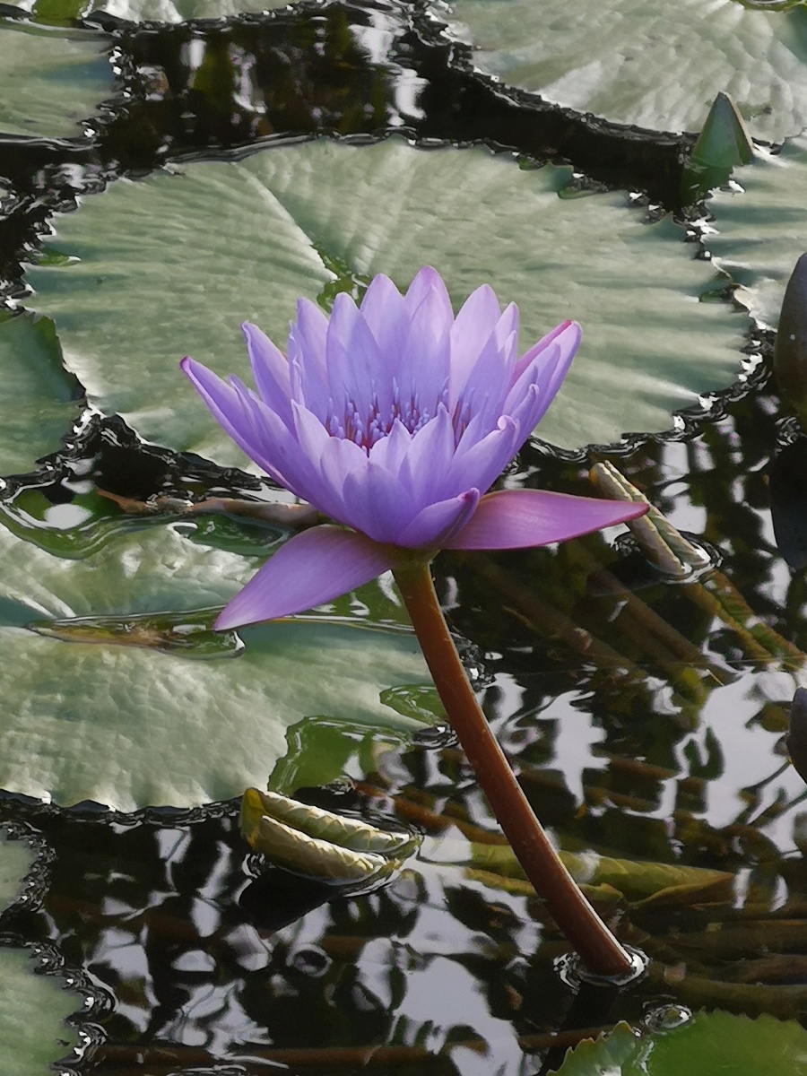 罕见的蓝紫色荷花