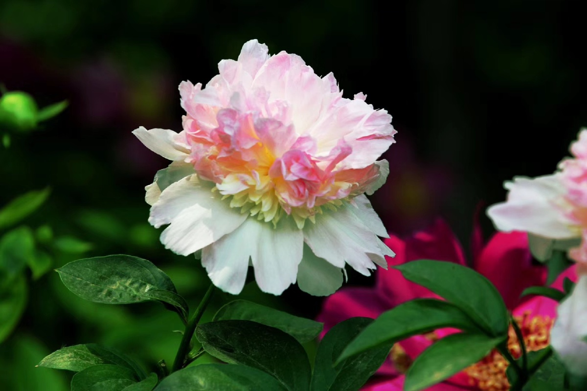 花鲜养目花美养心