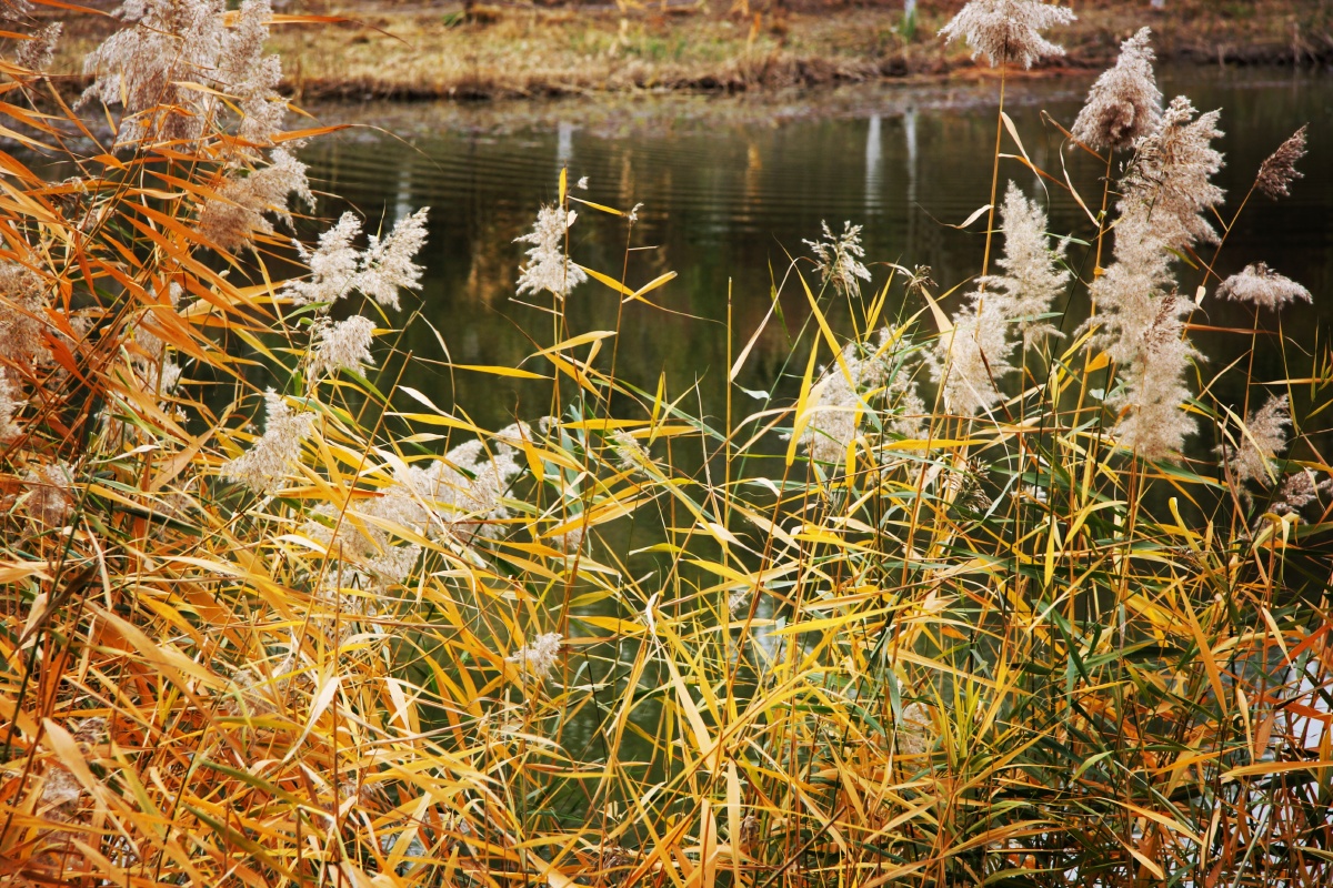 苇丛唯美