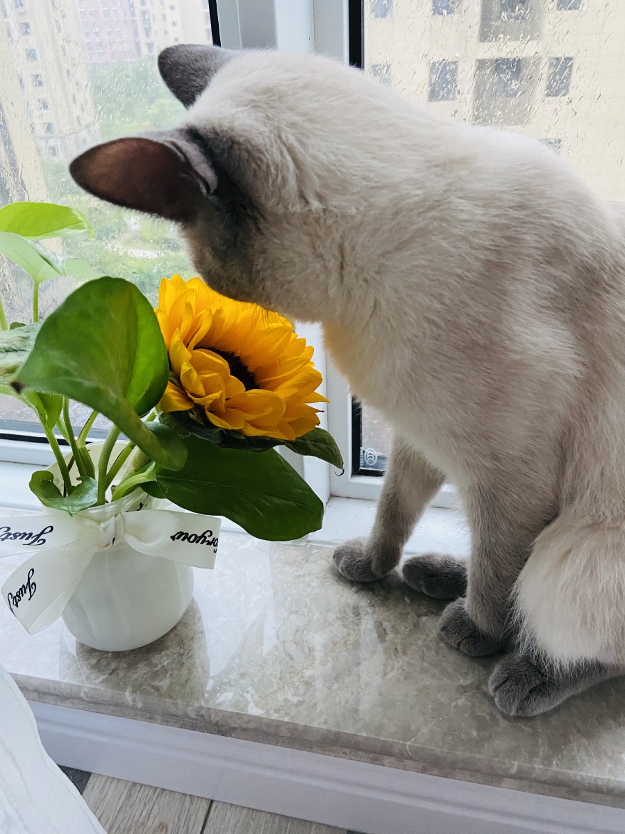 向日葵与猫