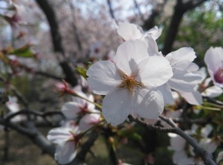IMG_20170402_121511