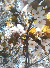 IMG_20170402_114309