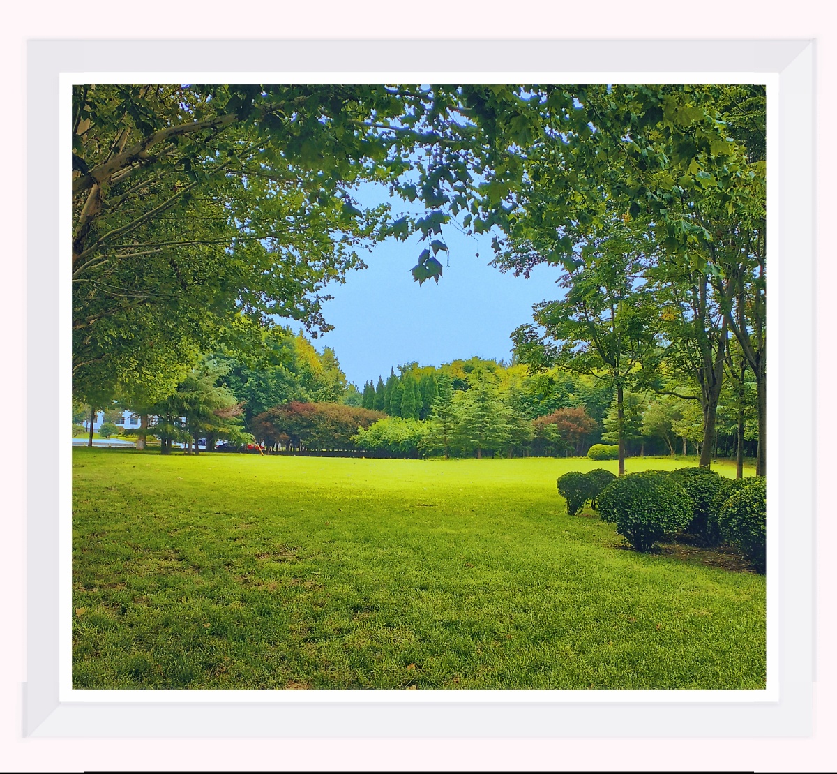 蓝天下的绿树草坪