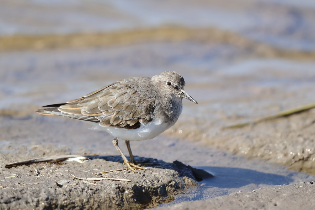 青脚滨鹬 - 陈453247 - 图虫