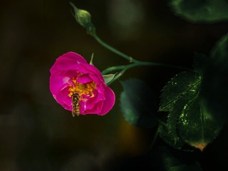 4107404