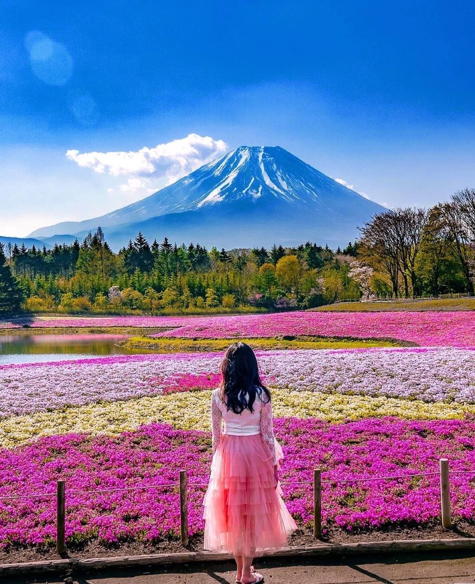 日本著名的满开花园一芝樱