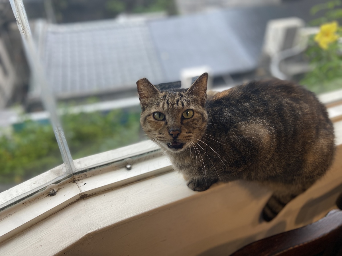 Pt辛巴达的黄金之旅 佳士得为您解读中国书画鉴赏入门的五大要点 Pt辛巴达的黄金之旅 佳士得 港元 港元 梁子外汇信息网