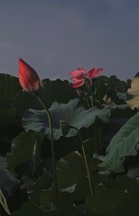 86D0BCDB-EE31-41C2-987F-63B95D86FD1D/L0/001