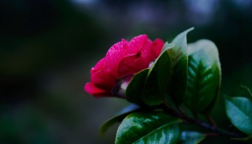 3D57CA42-F1B8-4F06-9B38-664464949F08/L0/001