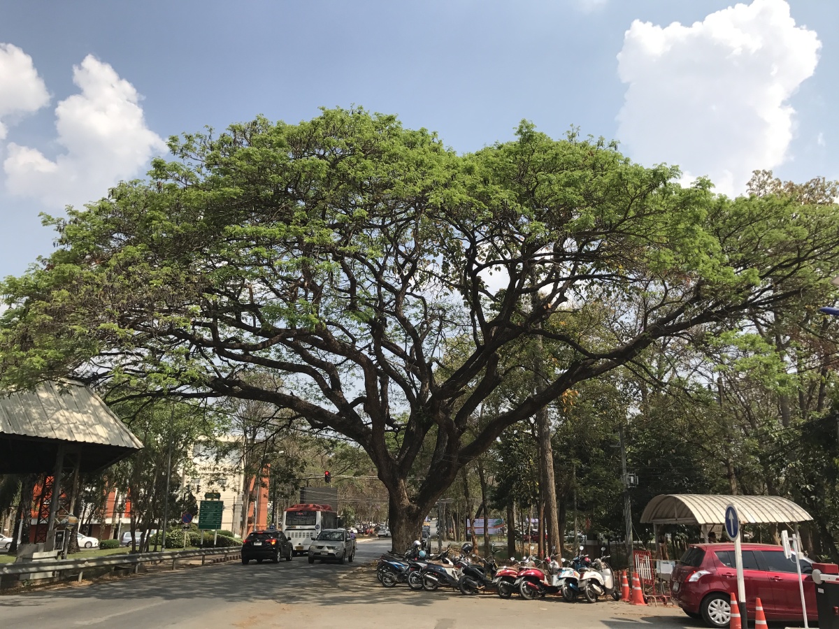 生命的大伞开枝散叶