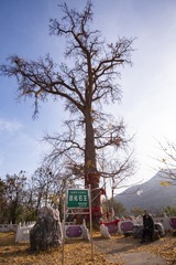 39539