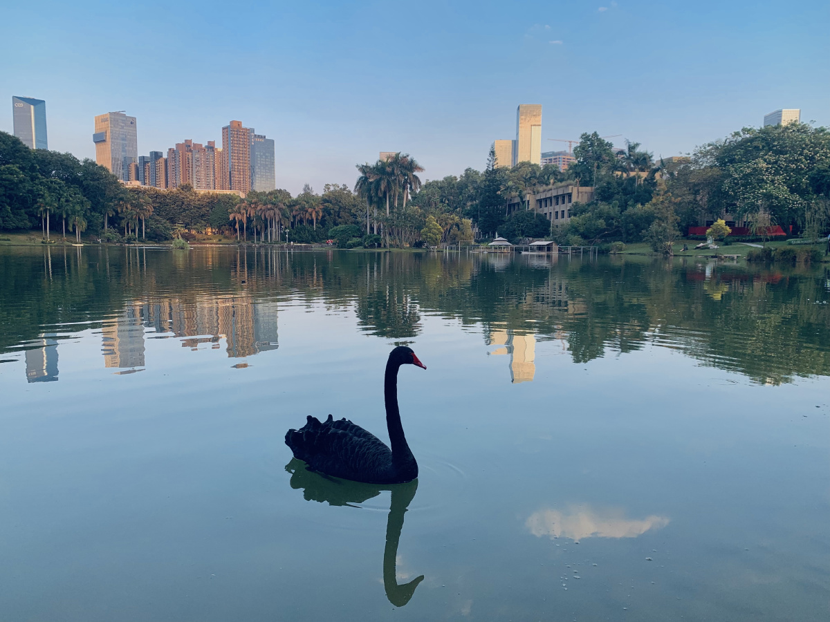 深圳大学风景照片