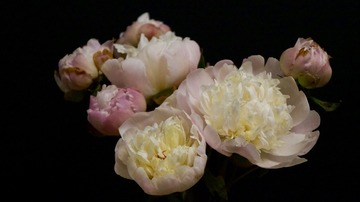 0CF1FA73-A278-488D-A2C3-6B1FF27C5C37/L0/001