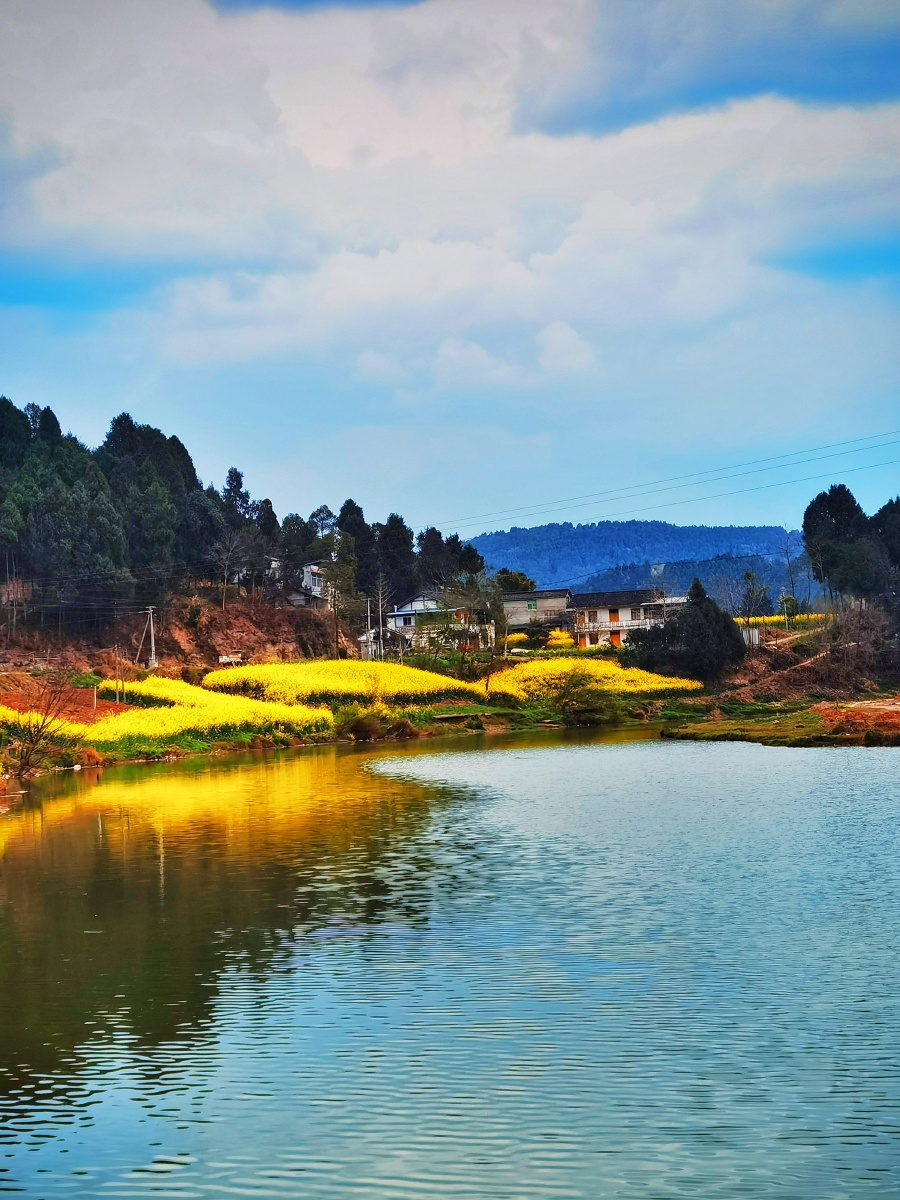 池塘边的油菜花拍摄于四川绵阳市三台县三元镇