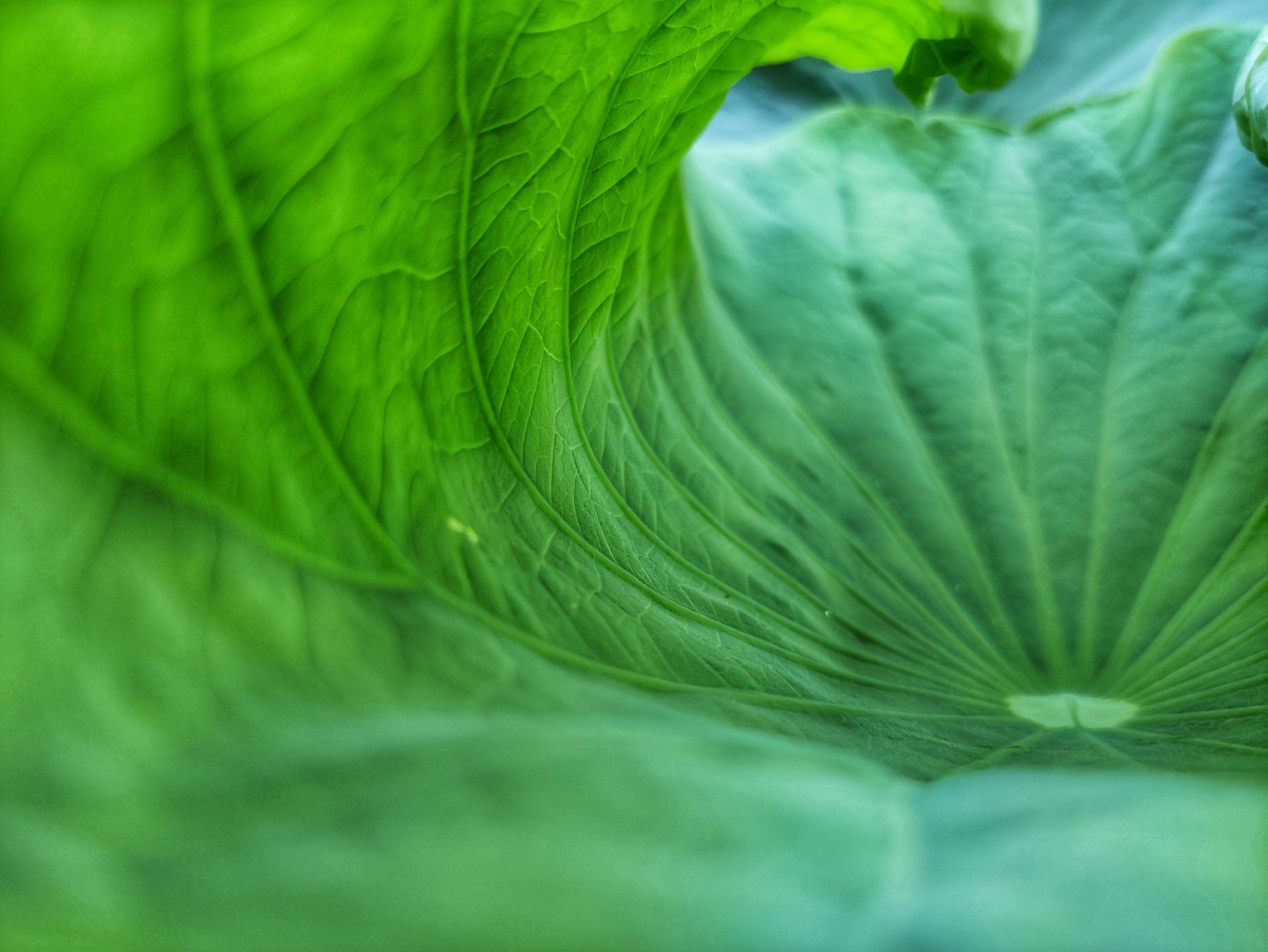 lotus leaf,荷叶,叶子,夏荷