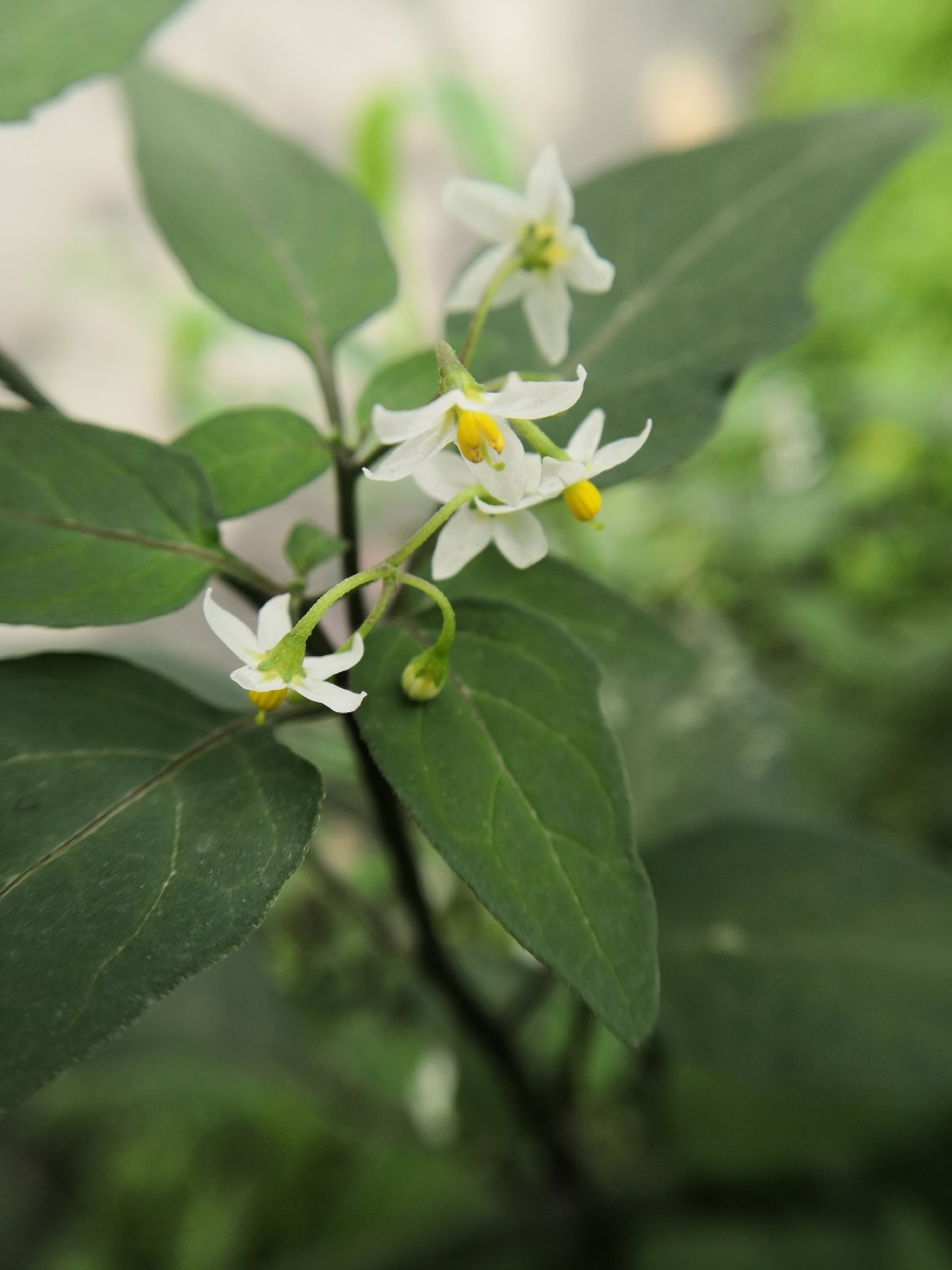 龙葵草又叫野海椒