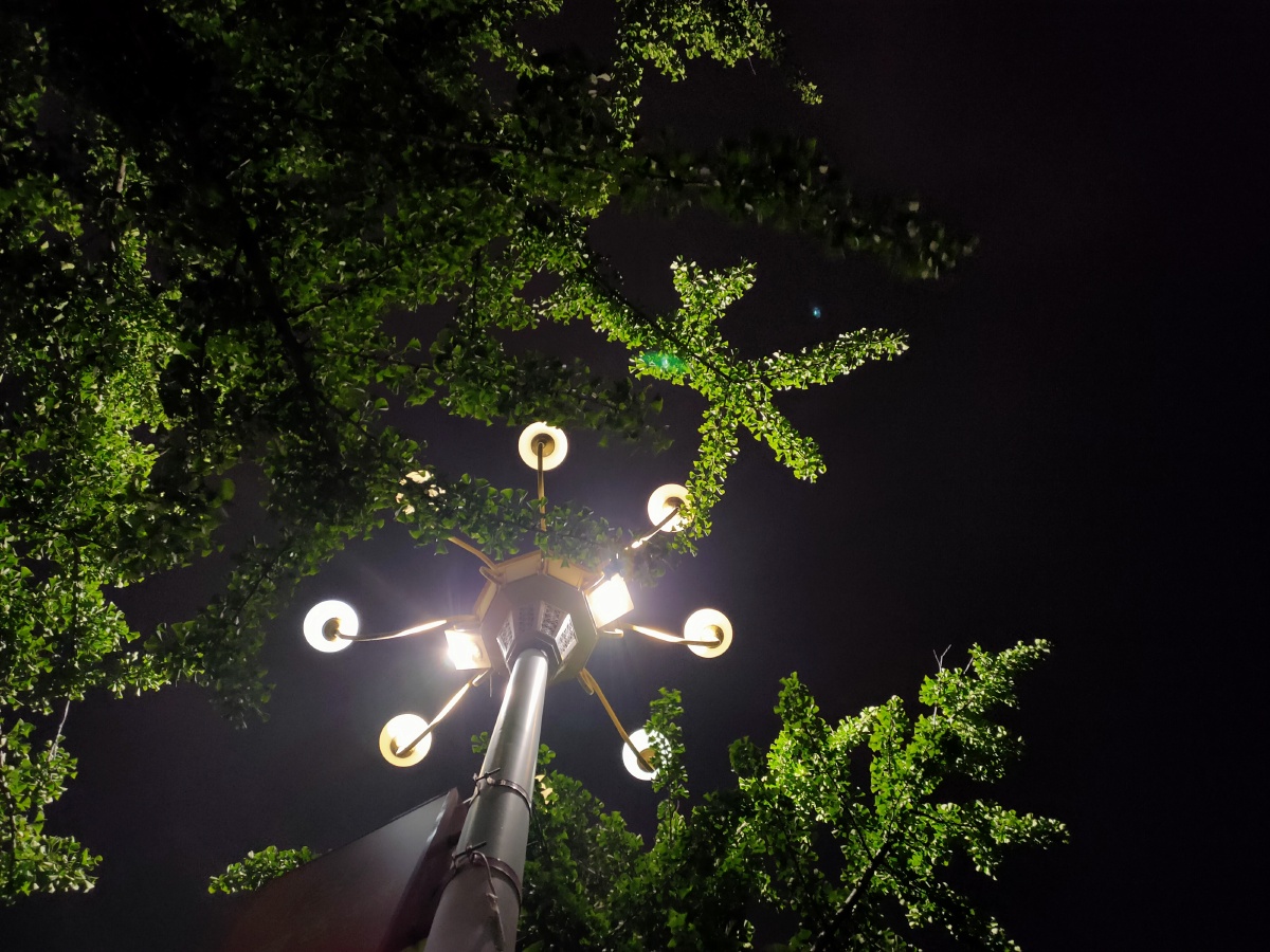 夜晚的灯光下绿树成荫