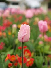 IMAGE_1000000101.JPG
