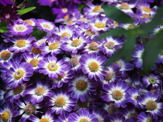 IMAGE_1000000109.JPG