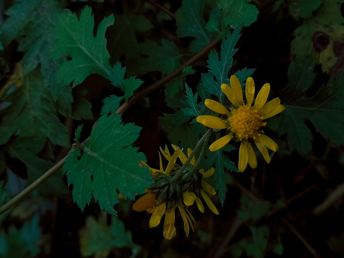 冬日自由生长的小雏菊